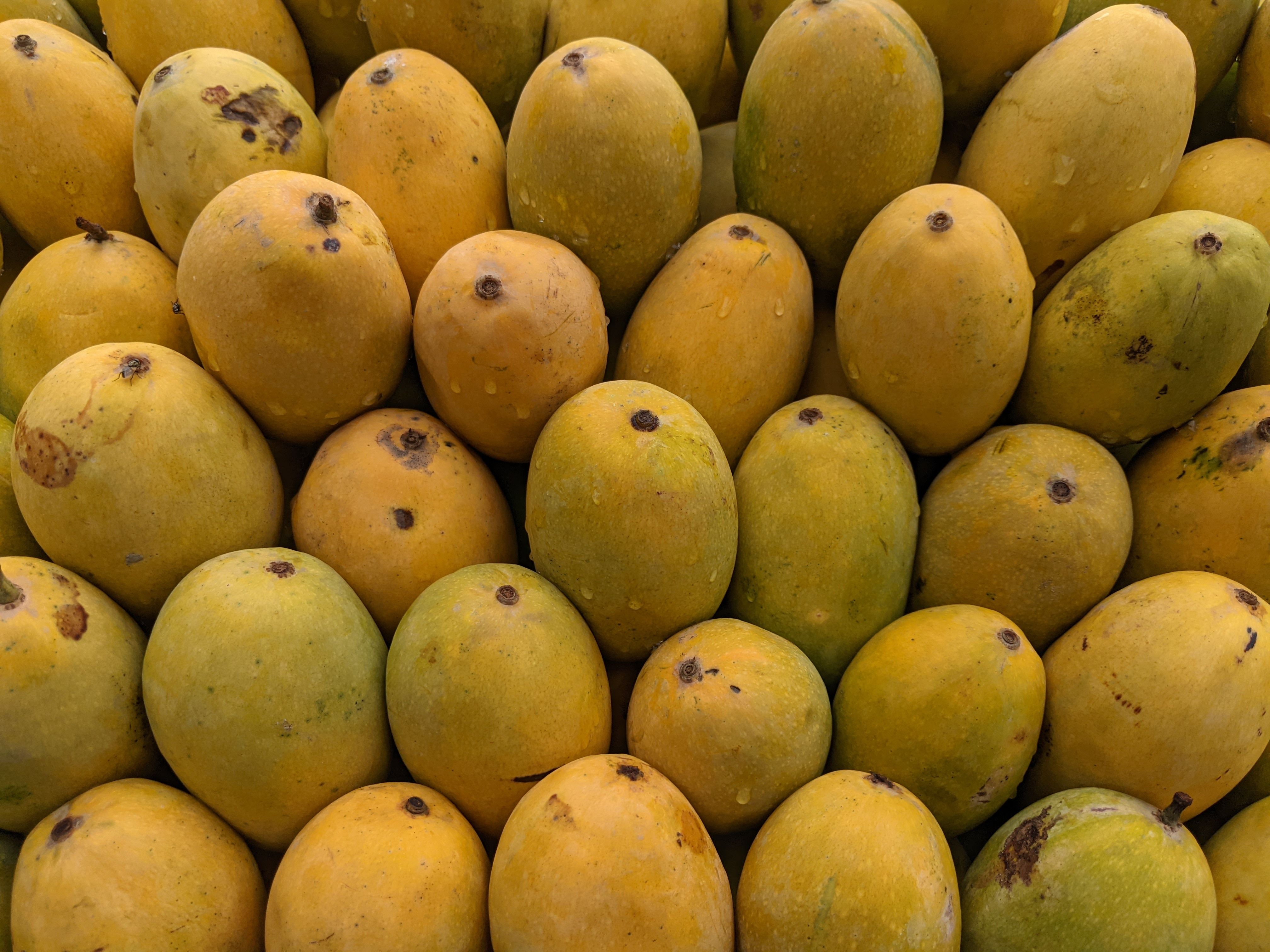 Pakistani mangoes